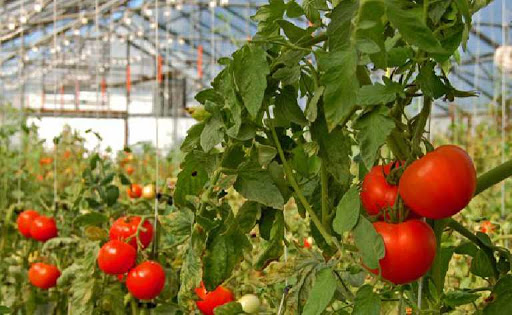 Kertészet- ültetvénytelepítés és gyógynövénytermesztés pályázat