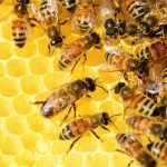 Méh állatjóléti támogatás