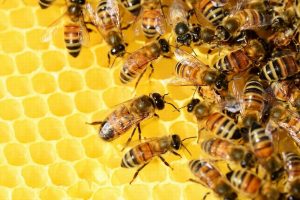 méhészeti pályázat