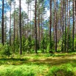 KAP-RD40-1-24  – Fiatal erdők állománynevelésének támogatása pályázat