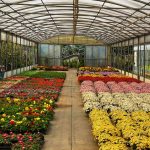 Kertészet – ültetvénytelepítés és gyógynövénytermesztés támogatása pályázat – KAP-RD01a-RD12-1-24